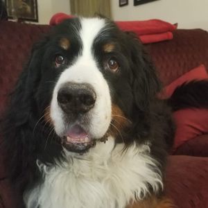 Meet your Posher, Thomas